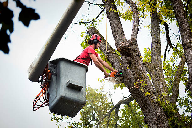 How Our Tree Care Process Works  in  Glenn Heights, TX